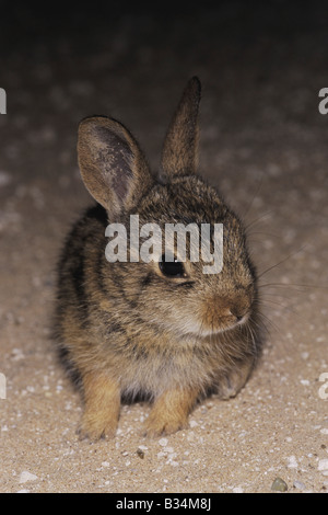 Östlichen Cottontail Sylvilagus Floridanus junge nachts unterwegs Starr County Rio Grande Valley, Texas USA Stockfoto