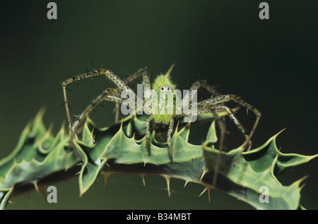 Grün Lynx Spider Peucetia Viridans Erwachsenen Starr County Rio Grande Valley Texas USA Stockfoto