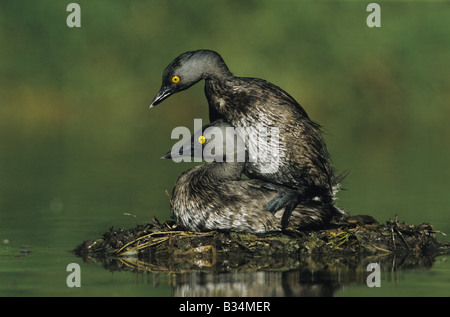 Wenigsten Grebe Tachybaptus Dominicus paar Paarung auf nisten Starr County Rio Grande Valley, Texas USA Stockfoto