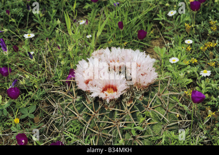 Texas Pferd Crippler Echinocactus Texensis blühen unter Wildblumen Starr County Rio Grande Valley, Texas USA Stockfoto