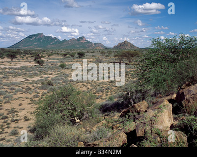 Kenia, Marsabit District, Ngurunit. Semi-ariden Dorn Peeling am besten beschreibt die Vegetation des nördlichen Samburuland wo semi-nomadische Hirten von einem gnadenlosen Land Leben Fristen. Die Region zeichnet sich durch große Aussichten, mageren Böden und eine unzuverlässige Niederschläge. Der Berg in der Ferne ist Baio, die bis zu einer Höhe von 5.746 Fuß steigt. Dieses Land wird von der Vieh-besitzenden Samburu (bezogen auf die Maa - Massai sprechen) und ihre Kamel-besitzenden Rendille Nachbarn geteilt. Sprachen, Bräuche und Herkunft der beiden Völker sind sehr unterschiedlich. Stockfoto