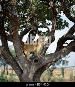 Kenia, Narok District, Masai Mara National Reserve. Ein junger männlicher Löwe schaut gespannt auf Tiere weiden auf den Ebenen von seine beherrschende Stellung in einem Baum. Stockfoto