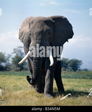 Kenia, Kajiado District, Amboseli-Nationalpark. Ein Elefantenbulle speist in den Amboseli-Sumpf. Seidenreiher werden häufig gesehen, in der Nähe von Elefanten, ernähren sich von Insekten, die sie stören. Elefanten verbrauchen etwa 5 % des Körpergewichts (d.h. bis zu 300kg) in vierundzwanzig Stunden. Stockfoto