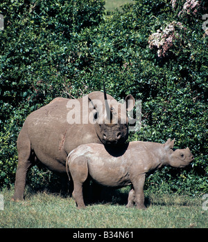 Kenia, Central Province, Aberdare Nationalpark. Ein Spitzmaulnashorn und Kalb in die markante der Aberdare National Park.A Mutter werden normalerweise ihre Nachkommen vor einer neuen Geburt vertreiben. Das Intervall zwischen den Geburten beträgt zwischen zwei und fünf Jahren. . Stockfoto