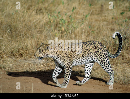 Voi-Distrikt, Kenia Tsavo East National Park. Ein Leopard geht gezielt in das goldene Licht des frühen Morgens. . Stockfoto