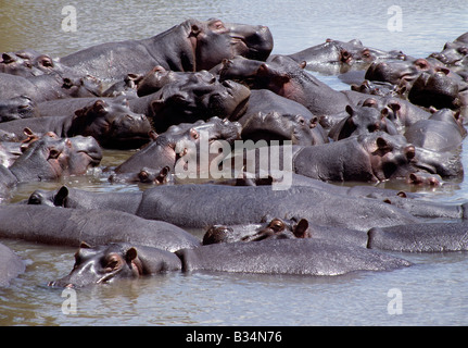 Kenia, Narok District, Mara-Fluss. Eine große Gruppe von Flusspferden Faulenzen in der Mara River.These große Tiere haben eine sehr hierarchische Gesellschaft. Sie grasen am Abend essen so viel wie 60 kg Gras in etwa fünf Stunden. Keine Haustiere können mit ihnen für die Wirtschaft konkurrieren mit denen sie Vegetation in tierischem Eiweiß umzuwandeln. . Stockfoto