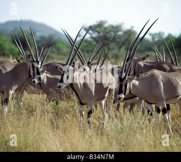 Kenya, Samburu District, Samburu National Reserve. Eine Herde von Oryx (Oryx Beisa) in der Samburu National Reserve von Nordkenia. Die charakteristische Markierungen und langen, geraden Hörner dieser feinen Antilopen legen sie neben anderen Tieren von den nördlichen Plains. Sie besiedeln Trockengebiete, Fütterung auf Gras- und durchsuchen. Ihre Fähigkeit, ohne Wasser zu bleiben ist größer als die des Kamels. Ungewöhnlich, sind weibliche Hörner länger als die der Männchen. . Stockfoto