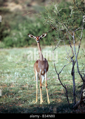 Kenya, Samburu District, Samburu National Reserve. Eine weibliche Gerenuk (ein Name, abgeleitet aus der Somali-Sprache bedeutet "necked Giraffe") in der Samburu National Reserve von Nordkenia. Ihre langen Hälse und großen Ohren unterscheiden sie von anderen Gazellen. Nur die Weibchen haben keine Hörner. Streng-Browser, Gerenuk kann oft wurde gesehen, Fütterung auf Zweigen sechs Fuß hoch auf ihren keilförmigen Hufen, unterstützt durch ihren starken Hinterbeinen stehen. Gut angepasst an semi-aride Gebiete, können sie mit Leichtigkeit wasserlose Bedingungen standhalten. . Stockfoto