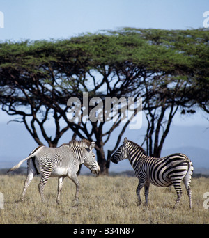 Kenya, Samburu District, Samburu National Reserve. Eine gemeinsame oder Burchell Zebra steht in der Nähe eine Grevy Zebra in Nordkenia, zeigt deutlich den Unterschied zwischen den beiden Arten. Die Grevy-Zebra ist das meisten nördlichen Vertreter der Familie der Zebra, bewohnen trockene Buschland. Es kann durch seine großen Rahmen, Untertasse-förmige Ohren und Vogelschutznetz Streifen unterscheiden. Es wird von der IUCN als vom Aussterben bedrohte Arten aufgeführt. . Stockfoto