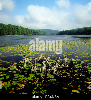 BLACK MOSHANNON STATE PARK, SCHWARZEN MOSHANON SEE, EINE EINZIGARTIGE NATÜRLICHE MOOR, PENNSYLVANIA, USA Stockfoto