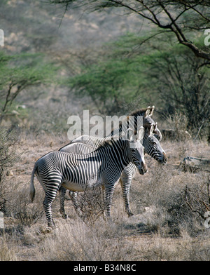 Kenya, Samburu District, Samburu National Reserve. GREVY Zebras bewohnen trockene Buschland im Norden Kenias. Sie sind die meisten nördlichen Vertreter der Zebra-Familie und durch ihre großen Rahmen, Untertasse-förmige Ohren und Vogelschutznetz Streifen aus der gemeinsamen oder Burchell Zebra unterschieden werden können. Sie werden von der IUCN als vom Aussterben bedrohte Arten aufgelistet. . Stockfoto