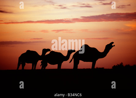 Kenia, Chalbi Wüste, Kalacha. Kamele gehören zu den Gabbra in der Chalbi Wüste bei Sonnenuntergang. Die Gabbra sind ein kuschitischen Stamm von nomadisierenden Hirten mit ihren Herden von Kamelen und Ziegen auf der Franse der Chalbi Wüste leben. Stockfoto