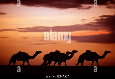 Kenia, Chalbi Wüste, Kalacha. Kamele gehören zu den Gabbra in der Chalbi Wüste bei Sonnenuntergang. Die Gabbra sind ein kuschitischen Stamm von nomadisierenden Hirten mit ihren Herden von Kamelen und Ziegen auf der Franse der Chalbi Wüste leben. Stockfoto