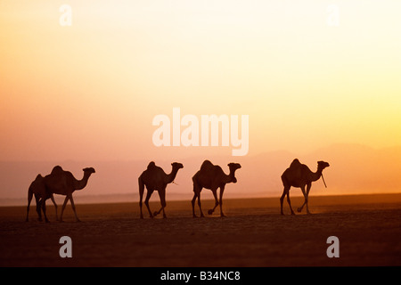 Kenia, Chalbi Wüste, Kalacha. Kamele gehören zu den Gabbra in der Chalbi Wüste bei Sonnenuntergang. Die Gabbra sind ein kuschitischen Stamm von nomadisierenden Hirten mit ihren Herden von Kamelen und Ziegen auf der Franse der Chalbi Wüste leben. Stockfoto