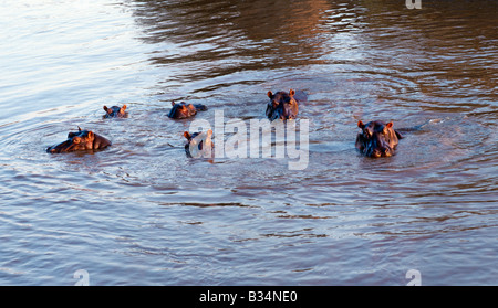 Kenia, Narok District, Masai Mara National Reserve. Am späten Nachmittag Sonnen Flusspferde in der Mara-Fluss. Stockfoto