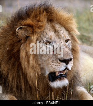 Kenia, Narok District, Masai Mara National Reserve. Eine schöne Mähne Löwe. Erwachsene männliche Löwen wiegen bis zu 500lb. Stockfoto