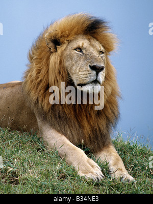 Kenia, Narok District, Masai Mara National Reserve. Eine schöne Mähne Löwe. Erwachsene männliche Löwen wiegen bis zu 500lb. Stockfoto