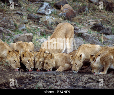 Kenia, Narok District, Masai Mara National Reserve. Ein Rudel Löwen trinkt aus einem schlammigen Pool in der Masai Mara Wildreservat. Stockfoto