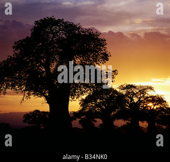 Kenia, Küstenprovinz, Kilifi. Riesigen Baobab-Bäume Silhouette gegen einen Sonnenuntergang. Stockfoto