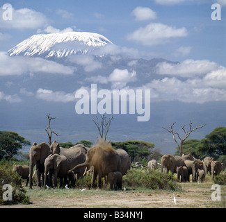 Kenia, Kajiado, Amboseli. Eine Herde Elefanten (Loxodonta Africana) unter den Kilimandscharo, den höchsten schneebedeckten Berg Afrikas bei 19.340 Fuß über dem Meeresspiegel. Kuhreiher (Ardeola Ibis) fangen Insekten gestört durch die Elefanten. Stockfoto