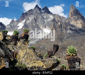 Kenia, zentralen Hochland, Mount Kenya ist Afrika der zweiten höchsten schneebedeckten Berg. Der höchste Gipfel Batian, ist 17.058 Füße und die Spitze auf der rechten Seite, bestieg, 17.022 Füße. Die Pflanzen im Vordergrund sind riesige Groundsels oder Baum Senecios (Senecio Johnstonii Ssp Battiscombei), eine von mehreren Pflanzen Arten anzeigen Afro-montane Gigantismus, die über 10.000 Fuß gedeihen. Stockfoto