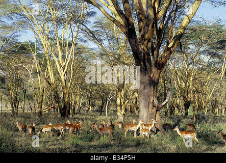 Kenia, Lake Nakuru National Park, Lake Nakuru. Eine Herde von anmutige Impala-Antilopen (Aepyceros Melampus) grasen unter gelb bellte "Fever Trees" (Acacia Xanthophloea) in Lake Nakuru National Park. Europäische Entdecker des 19. Jahrhunderts gab dem Baum seinen Spitznamen, weil sie stellenweise an hohes Grundwasser, gedeiht die Mücken anzieht. Die Verbindung zwischen "Fever" - in der Tat und Malaria - Mücken wurde nicht erkannt, bis 1880. Stockfoto