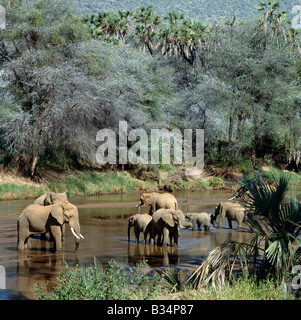 Kenia, Maralal, Samburu Game Reserve. Eine Herde Elefanten Getränke vom Fluss Uaso Nyiru, eine Lebensader für wilde Tiere und Vieh in den tiefliegenden, semi-ariden Regionen der Bezirke Maralal und Isiolo. Stockfoto