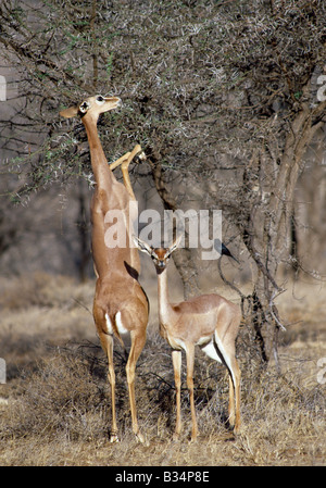 Kenia, Maralal, Samburu Game Reserve. Die Gerenuk (Litocranius Walleri) ist für das Leben in ariden Dornenbusch Land angepasst. Es hat lange Gliedmaßen und einen sehr langen Hals, der es ermöglicht, ernähren sich von Blättern außerhalb der Reichweite der anderen Antilopen. Es steht oft auf seinen Hinterbeinen für zusätzliche Reichweite. Stockfoto