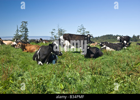 Ausruhen im grünen Weiden Milchkühe zufrieden. Stockfoto