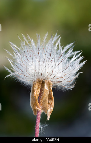 Frühlings-Kuhschelle (Pulsatilla Vernalis), einzelne Samen Leiter Stockfoto