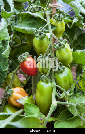 Tomate San Marzano Reifung in einem grünen Haus. Stockfoto