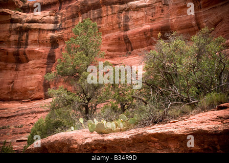 Bäume und Kakteen auf einem sonnigen Felsvorsprung umgeben durch die roten Felswände. Stockfoto