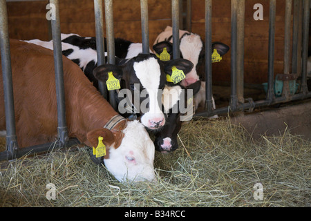 Kälber mit ID-Tags. Stockfoto