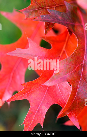 QUERCUS PALUSTRIS LEAF HERBSTFÄRBUNG ANFANG NOVEMBER Stockfoto