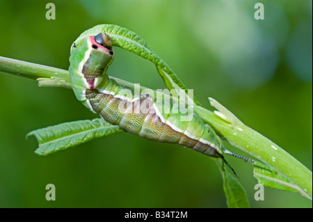 Puss Moth (Cerura Vinula) Raupe auf Weiden Stockfoto