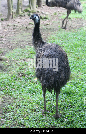 Der Emu (Dromaius Novaehollandiae) ist ein großer australischer Vogel. Dieser ist in einem Zoo in der Provinz Cocle Panama. Stockfoto