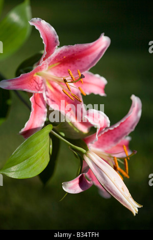 Rosa Lilien Stockfoto