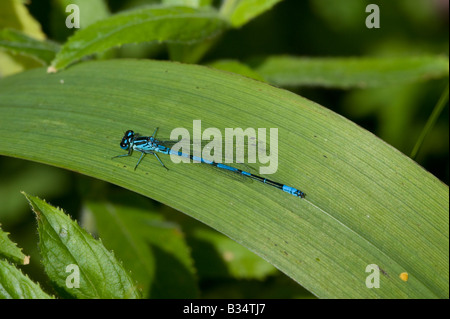 Variable Damselfly (Coenagrion Pulchellum), männliche in Ruhe Stockfoto