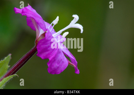 Großen Weidenröschen (Epilobium Hirsutum), einzelne Blume zeigt Stigma und Staubbeutel Stockfoto