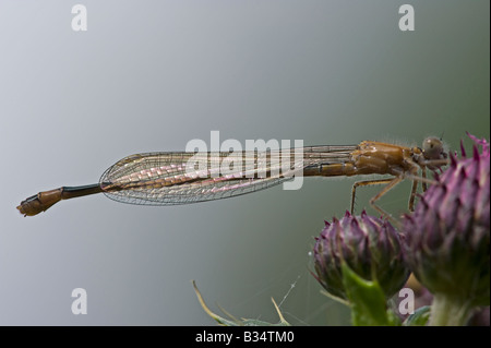 Blau-tailed Damselfly (Ischnura Elegans), weibliche in Ruhe Stockfoto