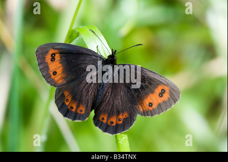 Scotch Argus Schmetterling (Erebia Aethiops), auf dem Rasen Stockfoto