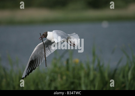 Schwarze Spitze Gull Larus Ridibundus tragen Nistmaterial Stockfoto