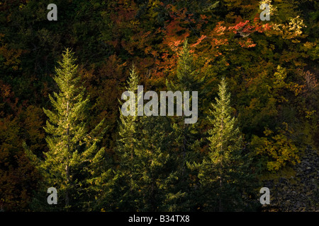 Herbst farbige Vine Maple und edle Tanne in isolierten Licht in Stevens Canyon von Mount Rainier Nationalpark, WA, USA Stockfoto