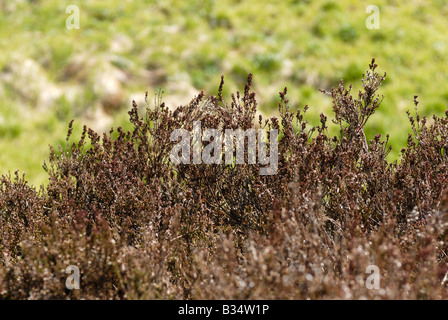 Modrava Roklansky Potok Nationalpark Sumava Tschechien Stockfoto