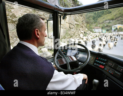 Ein Busfahrer, umgeben von einer Schafherde, Trabzon, Türkei Stockfoto