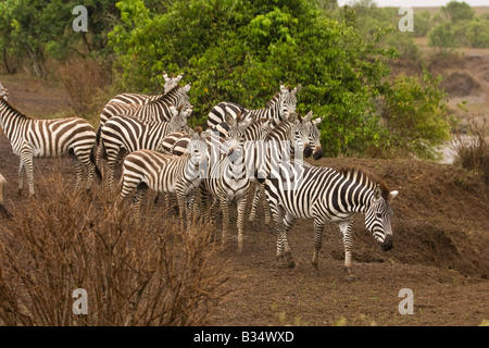 Ebenen Zebra (Equus Quagga Boehmi) versammelten sich an einer Kreuzung des Flusses Talek Stockfoto