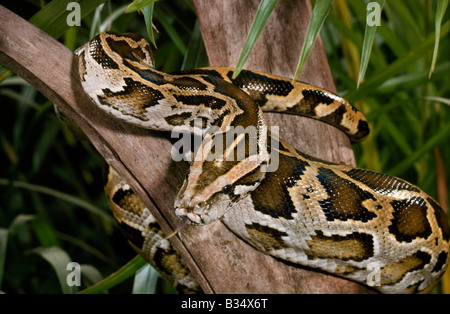 Burmesische Rock Python Python aus bivittatus Stockfoto