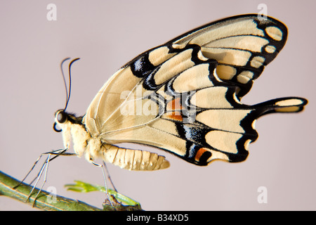 Schwalbenschwanz-Schmetterling Stockfoto