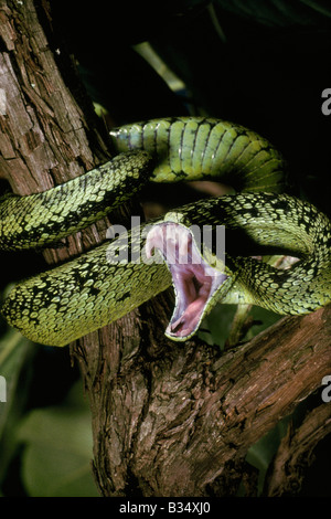 Bush Viper Atheris Nitschei Kenia Stockfoto