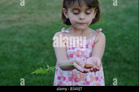 5 Jahre altes Mädchen hält ein frisch entfernte Baby-Karotten Stockfoto